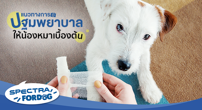 แนวทางการปฐมพยาบาลให้น้องหมาเบื้องต้น